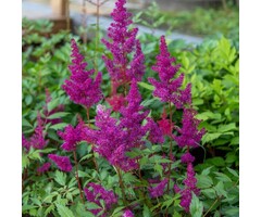 Spirea - Astilbe chinensis 'Vision Red'