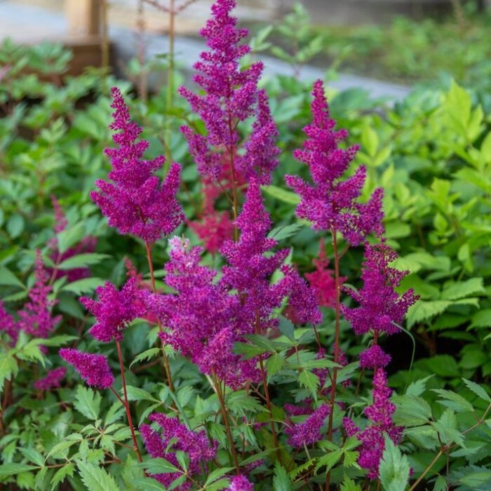 Spirea - Astilbe chinensis 'Vision Red'