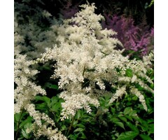 Spirea - Astilbe japonica 'Deutschland'