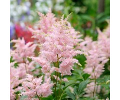 Spirea - Astilbe japonica Eropa