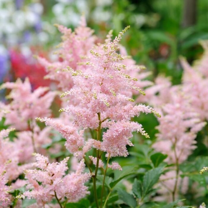 Spirea - Astilbe japonica Eropa