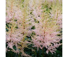 Spirea - Astilbe simplicifolia 'Sprite'