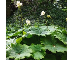 Tafelblad - Astilboides tabularis