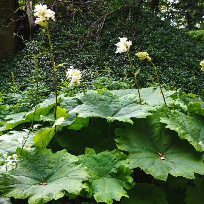 Tafelblad - Astilboides tabularis