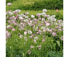 Zeeuws knoopje - Astrantia major
