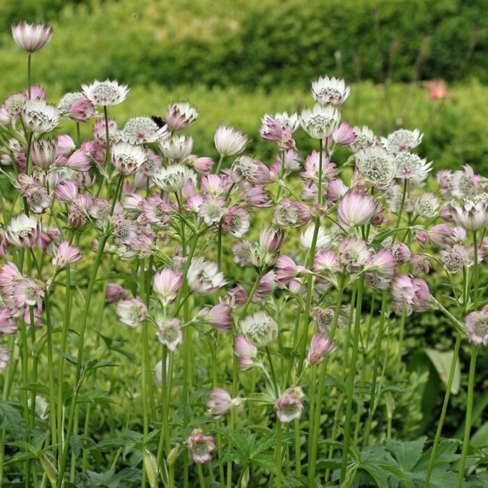 Zeeuws knoopje - Astrantia major