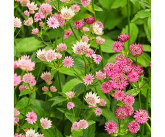 Zeeuws knoopje - Astrantia major 'Lars'