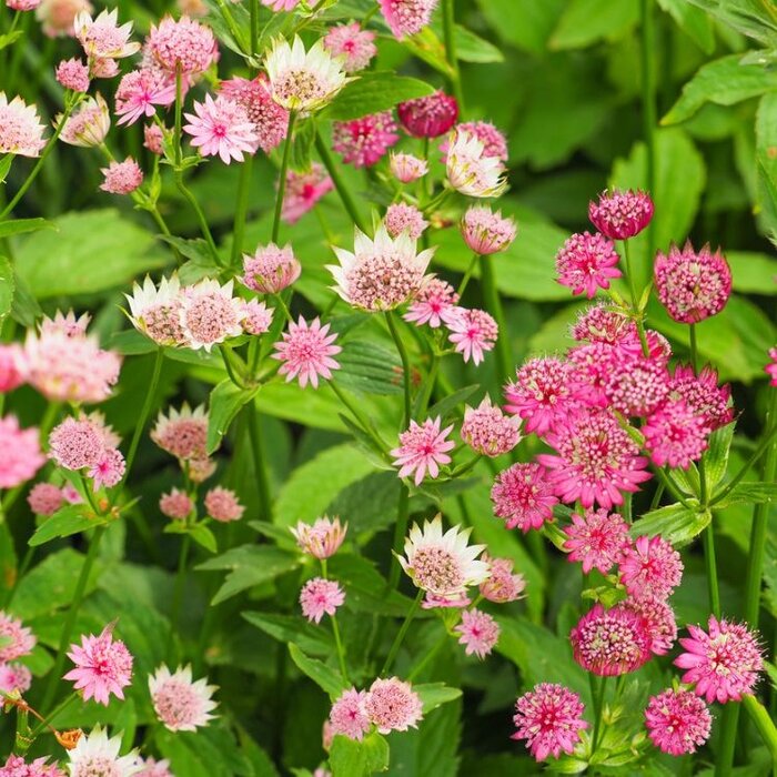 Zeeuws knoopje - Astrantia major 'Lars'