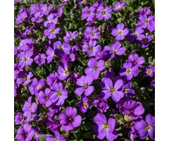 Randjesbloem - Aubrieta 'Cascade Purple'