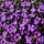 Randjesbloem - Aubrieta 'Cascade Purple'