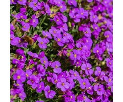 Randjesbloem - Aubrieta 'Cascade Red'