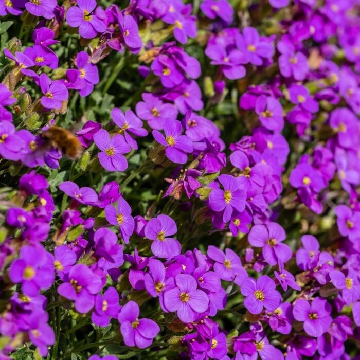 Randjesbloem - Aubrieta 'Cascade Red'