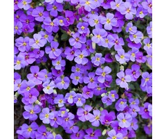 Randjesbloem - Aubrieta 'Hamburger Stadtpark'