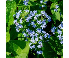 Vergeet-mij-niet - Brunnera macrophylla