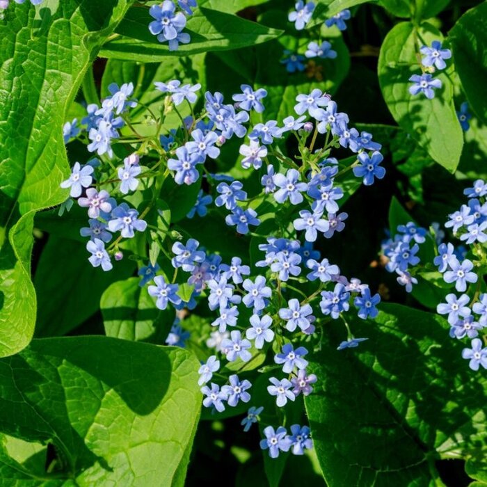 Vergeet-mij-niet - Brunnera macrophylla