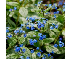 Kaukasische vergeet-mij-niet - Brunnera macrophylla 'Jack Frost'