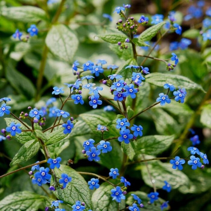 Kaukasische  vergeet-mij-niet - Brunnera macrophylla 'Jack Frost'