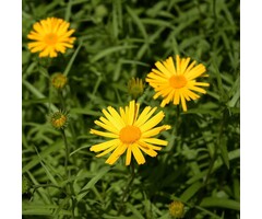 Koeieoog - Buphthalmum salicifolium