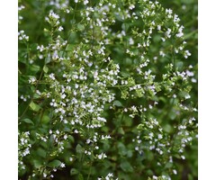 Steentijm - Calamintha nepeta nepeta