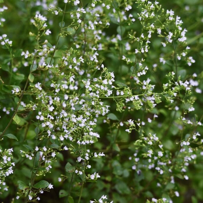 Steentijm - Calamintha nepeta nepeta