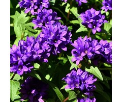 Kluwenklokje - Campanula glomerata 'Acaulis'