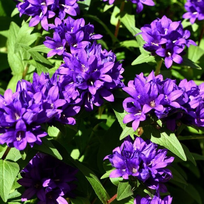 Kluwenklokje - Campanula glomerata 'Acaulis'