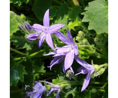 Klokjesbloem - Campanula garganica
