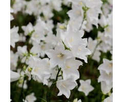 Karpatenklokje - Campanula carpatica 'Weisse Clips'