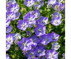 Karpatenklokje - Campanula carpatica 'Blaue Clips'