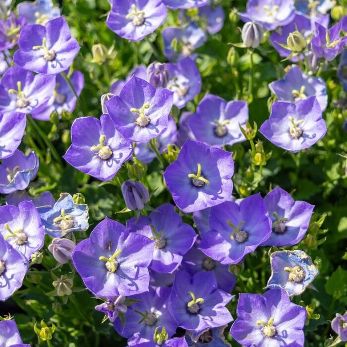 Karpatenklokje - Campanula carpatica 'Blaue Clips'