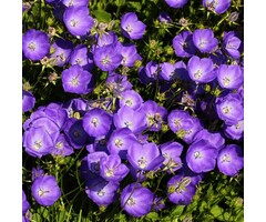 Perzikbladig klokje - Campanula carpatica 'Coerulea