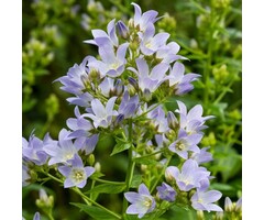 Celtisbladig klokje - Campanula lactiflora 'Prichard Variety'