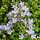 Celtisbladig klokje - Campanula lactiflora 'Prichard Variety'