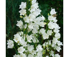Perzikbladig klokje - Campanula persicifolia 'Alba'