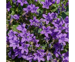 Kruipend klokje - Campanula portenschlagiana