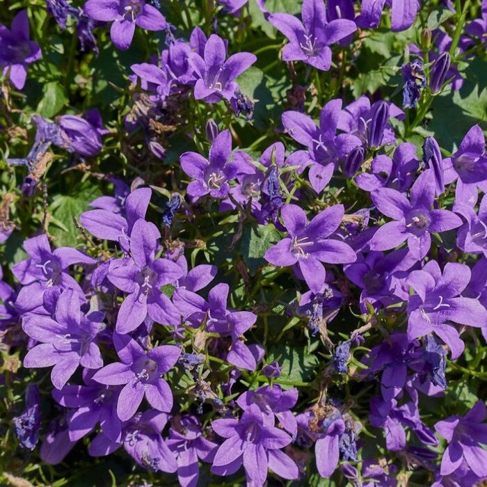 Kruipend klokje - Campanula portenschlagiana