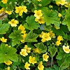 Goudaardbei - Waldsteinia ternata