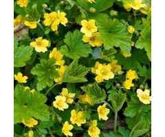 Goudaardbei - Waldsteinia ternata