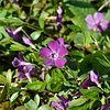 Maagdenpalm - Vinca minor 'Atropurpurea'