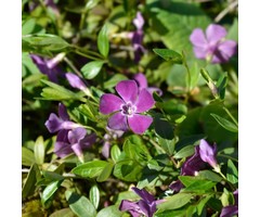 Maagdenpalm - Vinca minor 'Atropurpurea'