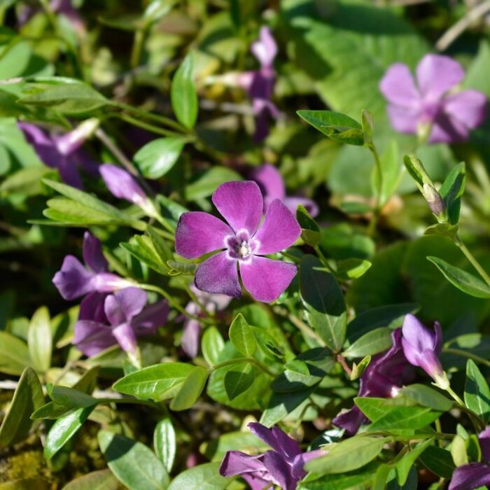 Maagdenpalm - Vinca minor 'Atropurpurea'