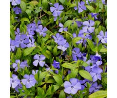 Maagdenpalm - Vinca minor