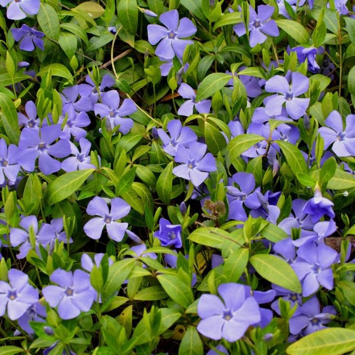 Maagdenpalm - Vinca minor
