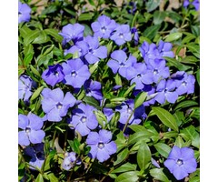 Maagdenpalm - Vinca major
