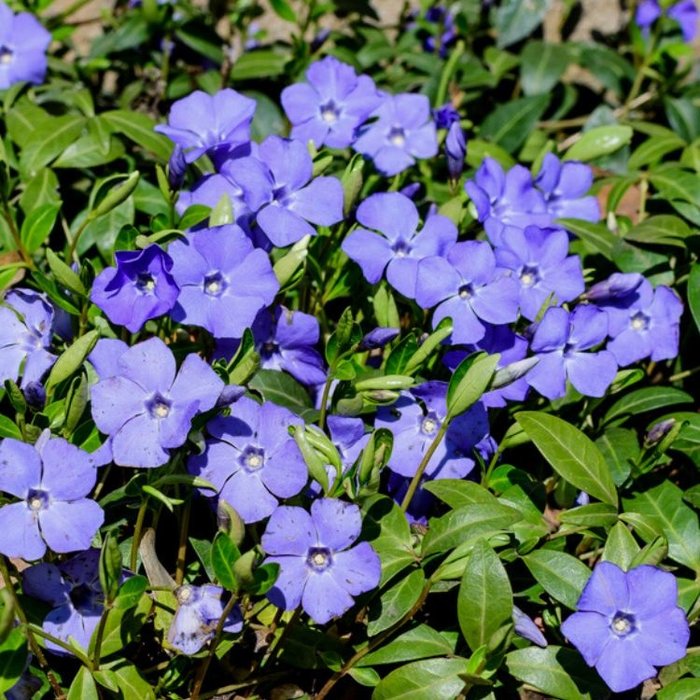 Maagdenpalm - Vinca major
