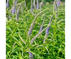 Ereprijs - Veronicastrum virginicum 'Laventrum'