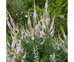 Ereprijs - Veronicastrum virginicum 'Album'