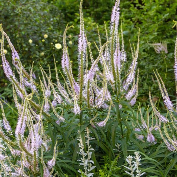 Ereprijs - Veronicastrum virginicum 'Album'