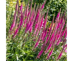 Ereprijs - Veronica spicata 'Rotfuchs'