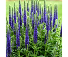 Ereprijs - Veronica spicata 'Blue'